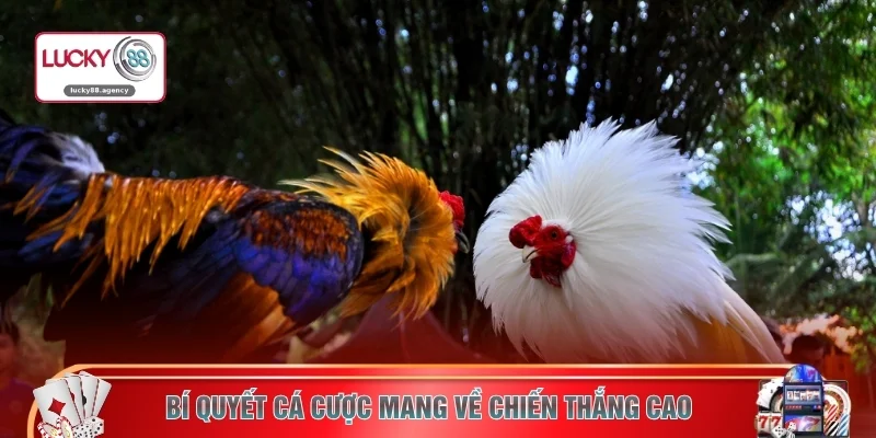 Bí quyết cá cược mang về chiến thắng cao 