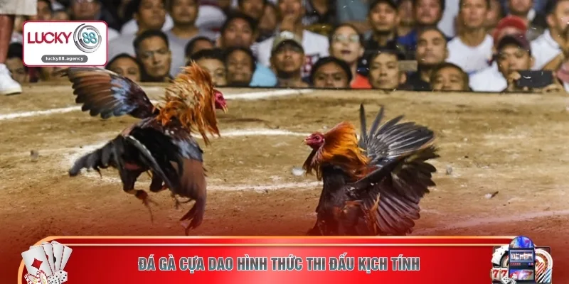 Đá gà cựa dao hình thức thi đấu kịch tính 