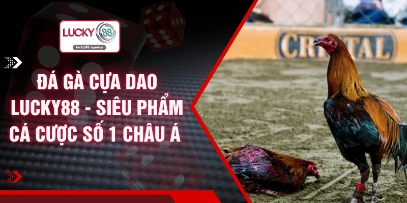 Đá Gà Cựa Dao LUCKY88 - Siêu Phẩm Cá Cược Số 1 Châu Á 