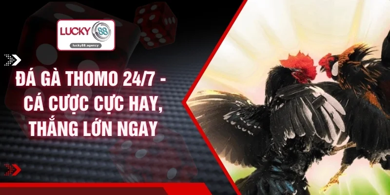 Đá Gà Thomo 24/7 - Cá Cược Cực Hay, Thắng Lớn Ngay 