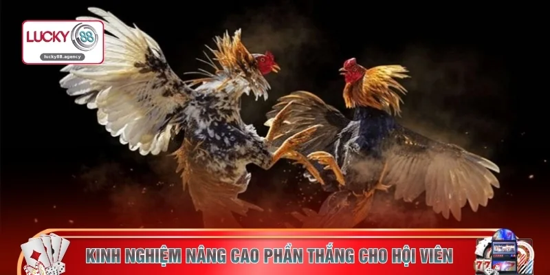 Kinh nghiệm nâng cao phần thắng cho hội viên 