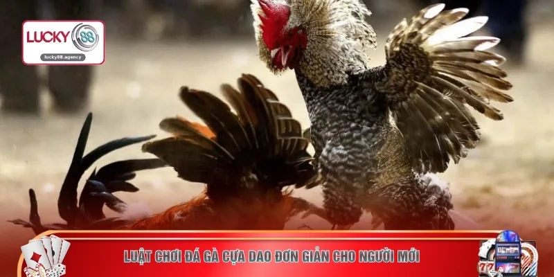 Luật chơi đá gà cựa dao đơn giản cho người mới 