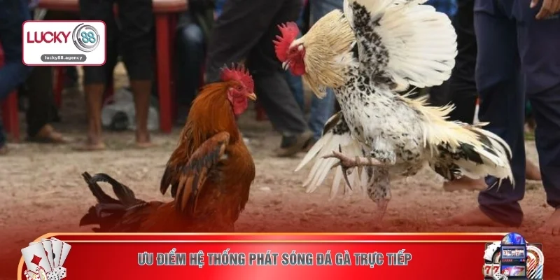 Ưu điểm hệ thống phát sóng đá gà trực tiếp  